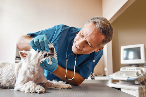 Best Emergency Broken Tooth Repair in White Center, WA
